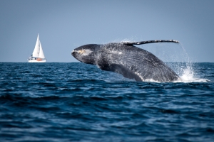 picture of a whale jumping