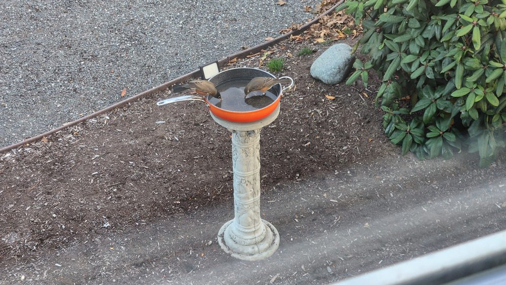 Two birds perched on the frying pan bird bath at Cybersalt World Headquarters
