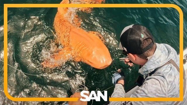 Jaws dropping One of a kind orange shark discovered off Costa Rica