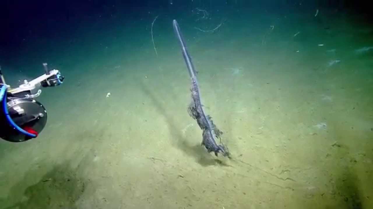 Stunning Siphonophore