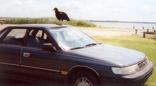 Turkey Buzzard