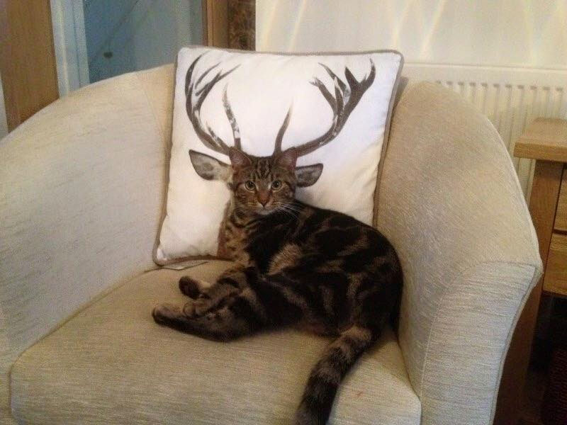 Cat Antlers