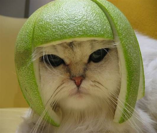 Funny Cat Pictures -  With Melon On Head