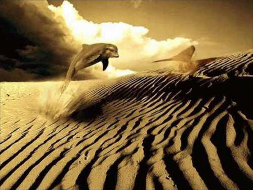 Funny Pictures of Dolphin Jumping in Desert