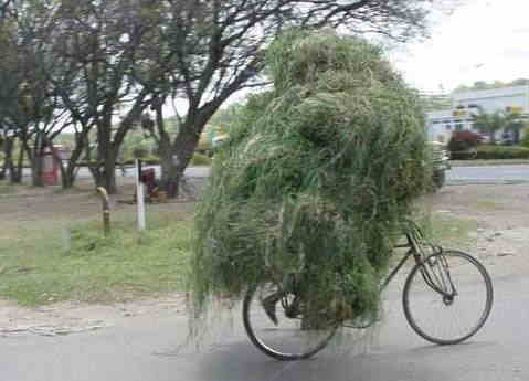 Drug Bust Bicycle