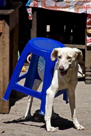 Dog Stool