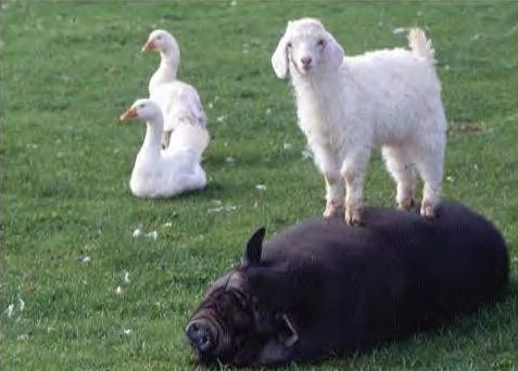Funny Pictures of Goat Standing on Pig