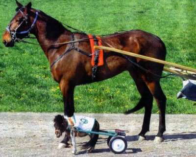 Funny Pictures of Big and Miniature Horses