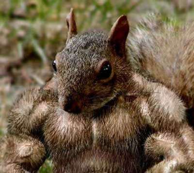 Body Building Squirrel