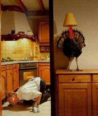 Funny Pictures of Thanksgiving Turkey Hiding Under Lamp