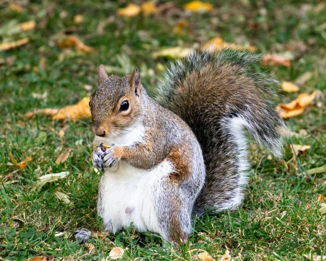 picture of a squirrel