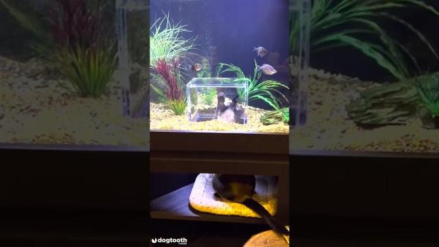 cat aquarium