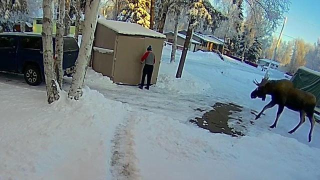 man hides in shed to escape moose