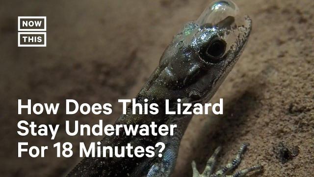 scuba lizard