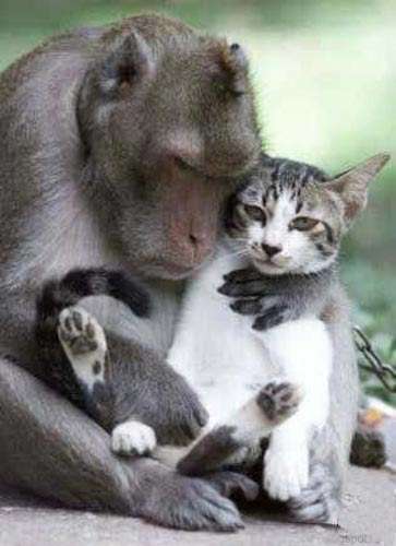 Funny Pictures of Baboon Holding Cat