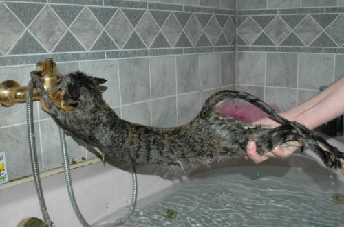 Funny Cat Pictures -  Avoiding Bath Water