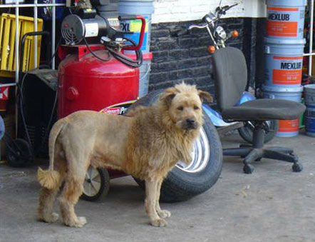 A dog with a Lion Haircut