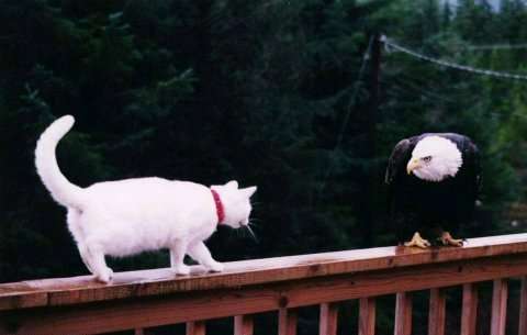 Funny Pictures of Wite Cat Staring Down Eagle