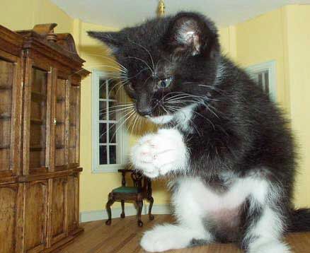 Funny Pictures of Giant Kitten in Dining Room