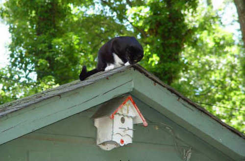 Funny Cat Pictures -  Watching Bird House