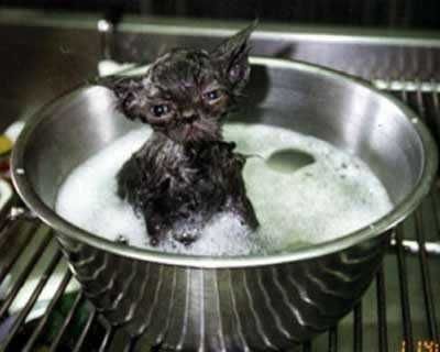 Funny Pictures of Wet Cat In Bath