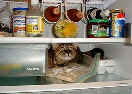 Funny Cat Pictures -  in Refrigerator