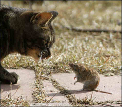 Funny Cat Pictures -  and Mouse Face to Face