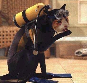 Funny Cat Pictures -  in SCUBA gear.