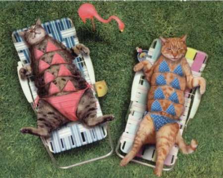 Funny Cat Pictures - s in Bikini