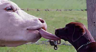 Funny Pictures of Cow Tongue and Dog