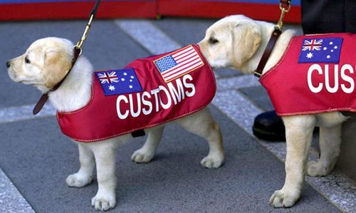 Funny Pictures of Customs Dogs Sniffing Each Other.