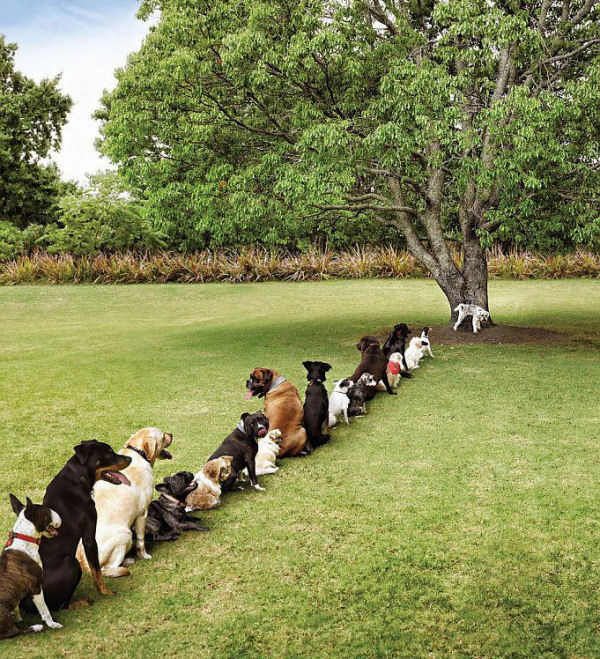 dogdeforestation