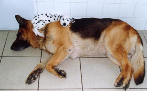 Funny Pictures of Dog With Dalmation Puppy on Shoulder