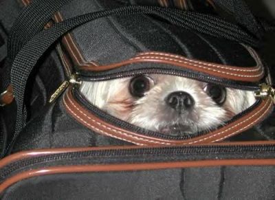 Funny Pictures of Dog Hiding in Luggage