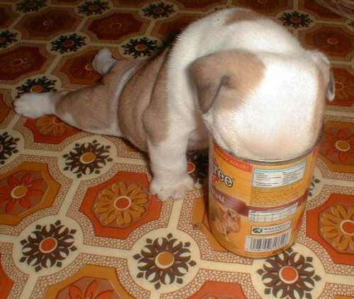 Funny Pictures of Dog Puppy With Face In Dog Food Can
