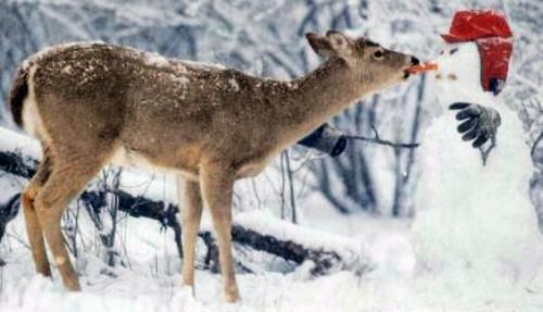 Funny Pictures of Deer Eating Snowman's Carrot Nose