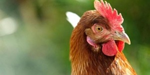 A head shot of a brown chicken looking curiously.