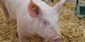 A pink pig with a yellow ear tag standing in hay.