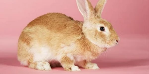 A golden brown rabbit on a completely pink backdrop, hunched down on all 4s.