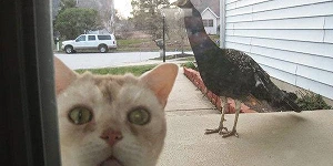 Funny picture of a scared cat and a peacock
