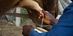 A close-up photo of a cow being milked.