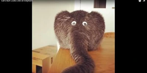 cat elephant butt