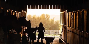 The view from inside a stable looking out to the daylight, all the horses backlit into darkness.