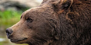 A close-up profile of a large brown bear.