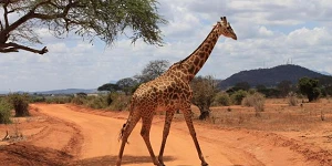 A giraffe walking across a dirt roadway on the African plain.
