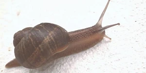 A garden snail with a brown shell stretched out moving on a white surface.