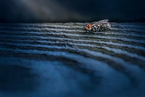 Close up of a fly on a blue ridged surface.