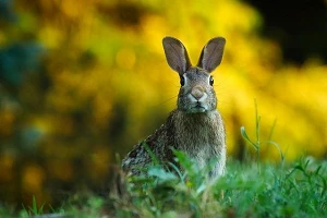 A rabbit on its haunches looking toward us with ears standing tall.