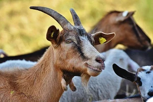 A close up of a single brown goat with horns in a frame with other goats.