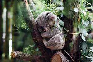 A koala bear sitting on a log, napping against the trunk of a tree in a forest.